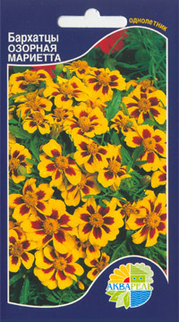    Tagetes patula, ,   5 