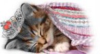 Солнцеактивная. Котенок в короне спит
