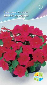      Impatiens walleriana, 