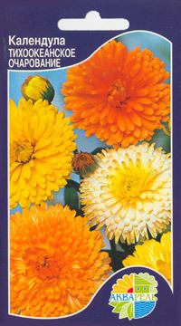     Calendula officinalis, 