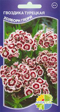      Dianthus barbatus,  