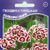      Dianthus barbatus,  