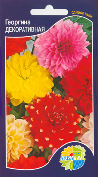    Dahlia variabilis, 