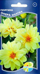     Dahlia variabilis, 