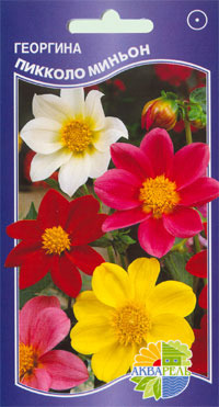     Dahlia variabilis, 