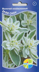      Euphorbia marginata, 