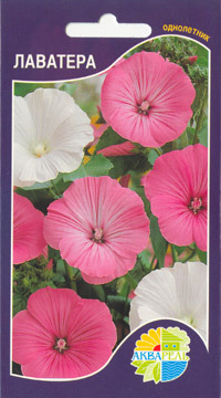   Lavatera trimestris, 