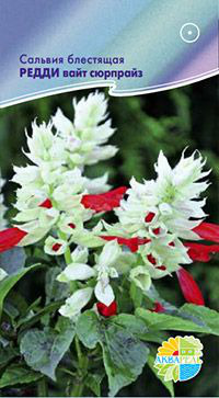       Salvia splendens, 