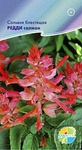      Salvia splendens, 