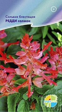      Salvia splendens, 