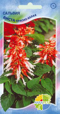   -  Salvia splendens  