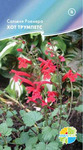      Salvia Roemeriana, 