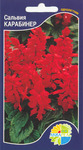     Salvia splendens, 