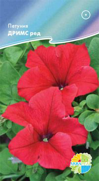     F1 Grandiflora Single Petunia, 