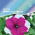      F1 Grandiflora Single Petunia, 