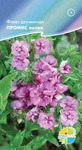      Phlox drummondii,  