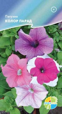     F1 Grandiflora Single Petunia, 