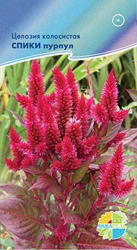      Celosia spicata, 