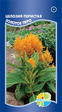      Celosia plumose, 