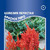      Celosia plumose, 