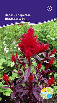      Celosia plumose /  , 