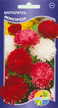  ""  Bellis perennis, 