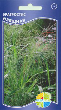    Eragrostis elegans, 