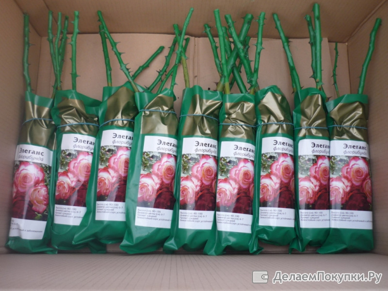 Саженцы от производителя оптом. Упаковка для саженцев роз. Саженцы роз в зеленых пакетах. Саженцы роз в упаковке. Саженцы роз в зеленой упаковке.