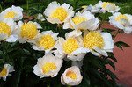 Paeonia (LE) 'Moon of Nippon'	3-5 BR