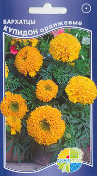    Tagetes erecta, ,   1 