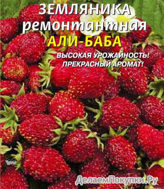 земляника Али-Баба ( мелкоплодная ремонтант.)