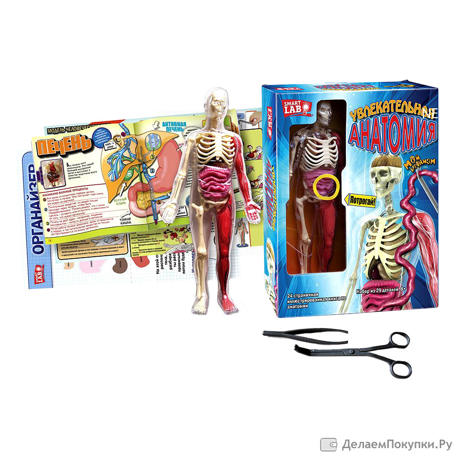 книга с одноразовыми наклейками алтэй 4000301. детский теле набор. анатомия человека научный опят 3690720. набор экспериментов для детей. тело человека органы игрушка.
