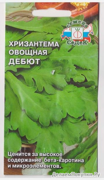 Хризантема овощная Дебют