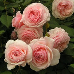   A Shropshire Lad  (  )