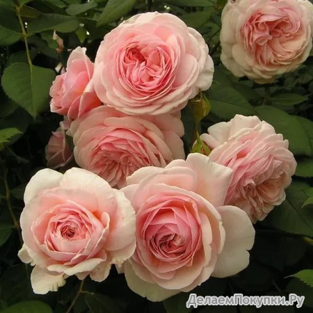   A Shropshire Lad  (  )