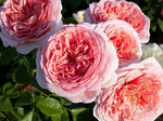   Abraham Darby ( )