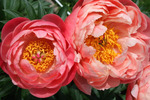 1.Paeonia (LD) 'Coral Charm' 2-3 BR
