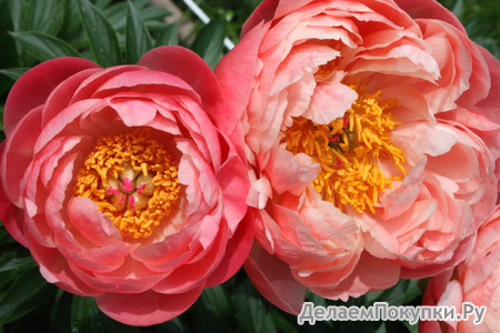 1.Paeonia (LD) 'Coral Charm' 2-3 BR