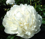 2.Paeonia (LD) 'White Sensation' 2-3 BR