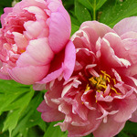 5.Paeonia 'Pink Double' 3-5 BR