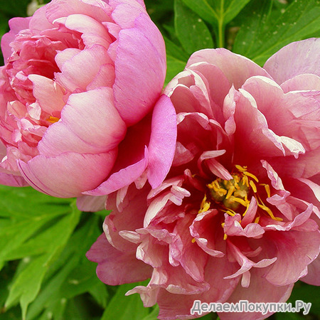 5.Paeonia 'Pink Double' 3-5 BR