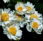 6.Paeonia (L) 'Krinkled White' 3-5 BR