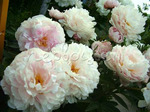 11.Paeonia (LD) 'Lady Alexandra Duff' 2-3 BR