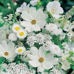 Картина стразами "Белые полевые цветы"(АЖ-1195)