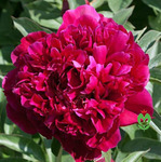 30.Paeonia (LD) 'Inspecteur Lavergne' 2-3 BR