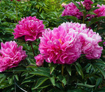 31.Paeonia (LD) 'Jacorma' 2-3 BR