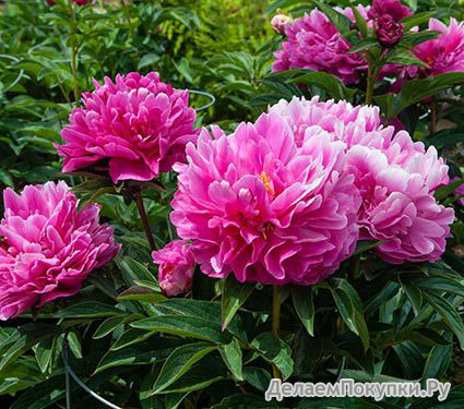 31.Paeonia (LD) 'Jacorma' 2-3 BR