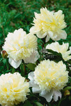 32.Paeonia (LD) 'Jules Dessert' 2-3 BR