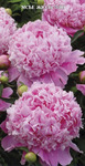 37.Paeonia (LD) 'Monsieur Jules Elie' 2-3 BR