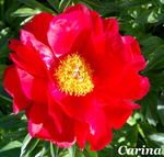 44.Paeonia (LE) 'Carina' 2-3 BR